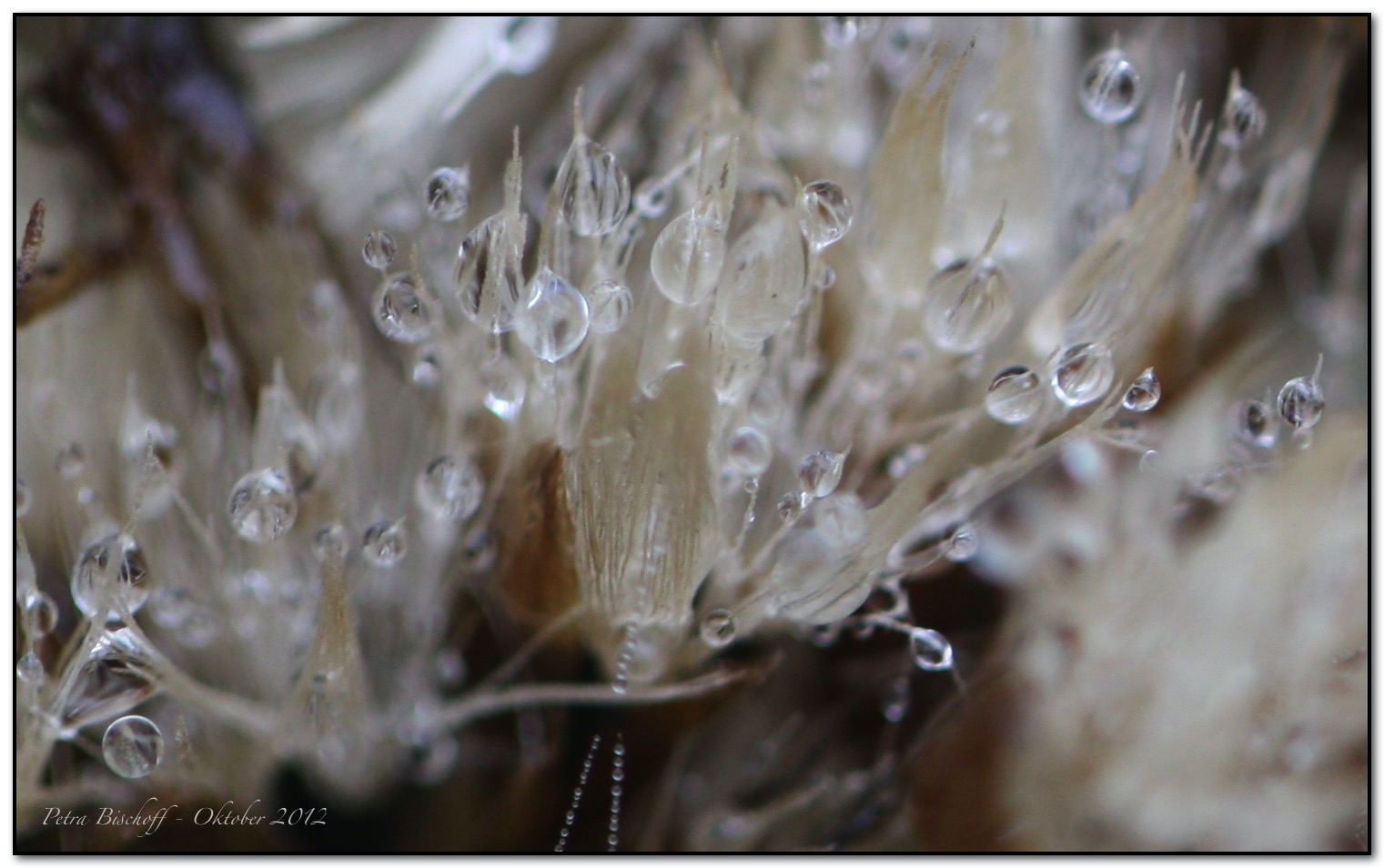 &copy; Petra Bischoff