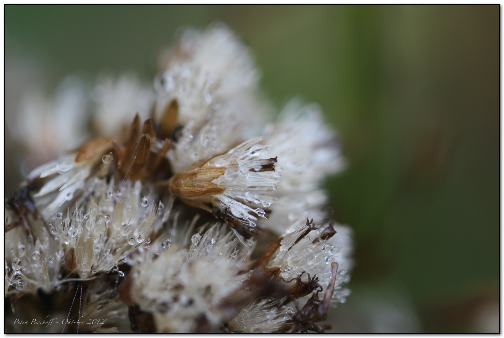 &copy; Petra Bischoff