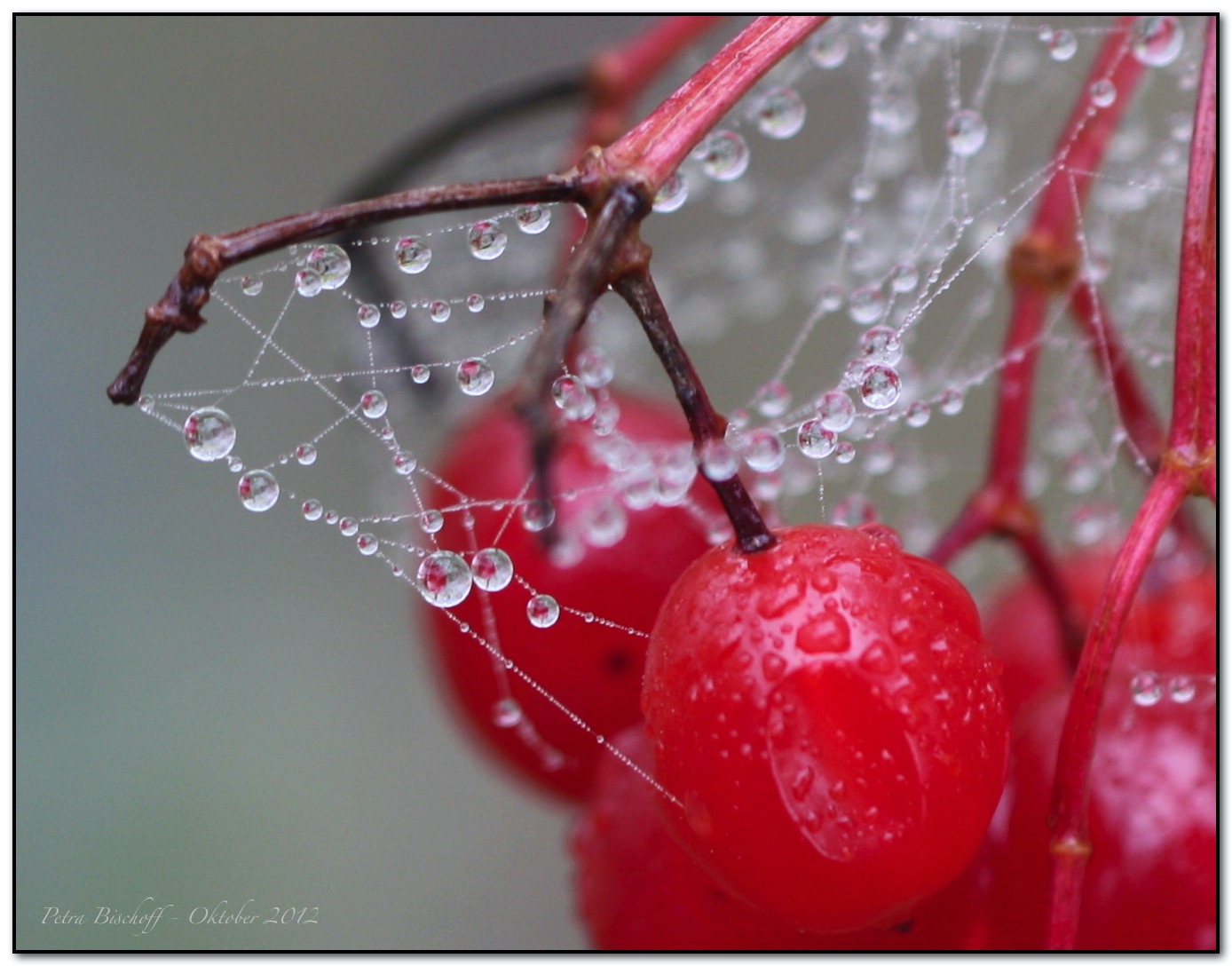 &copy; Petra Bischoff