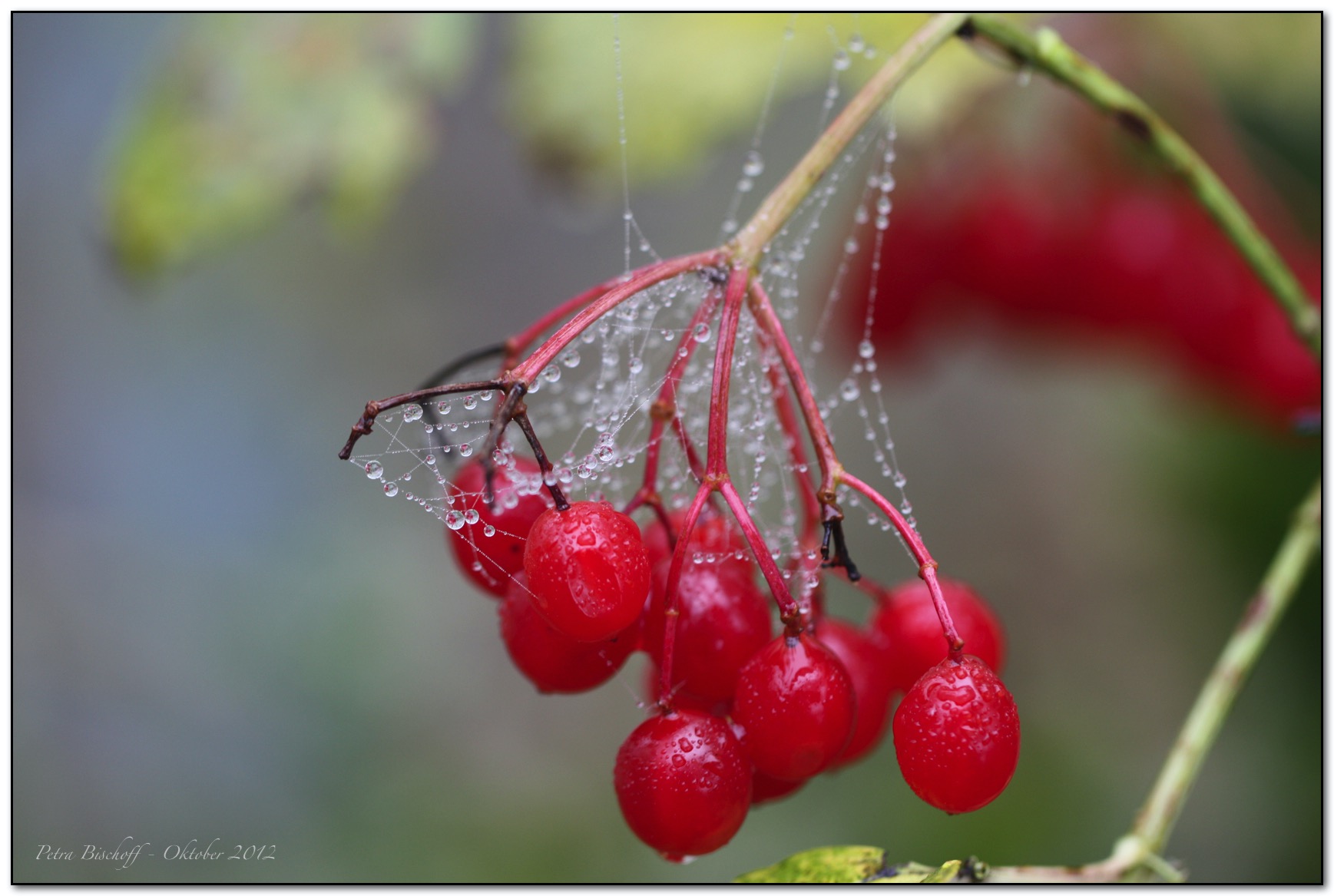 &copy; Petra Bischoff