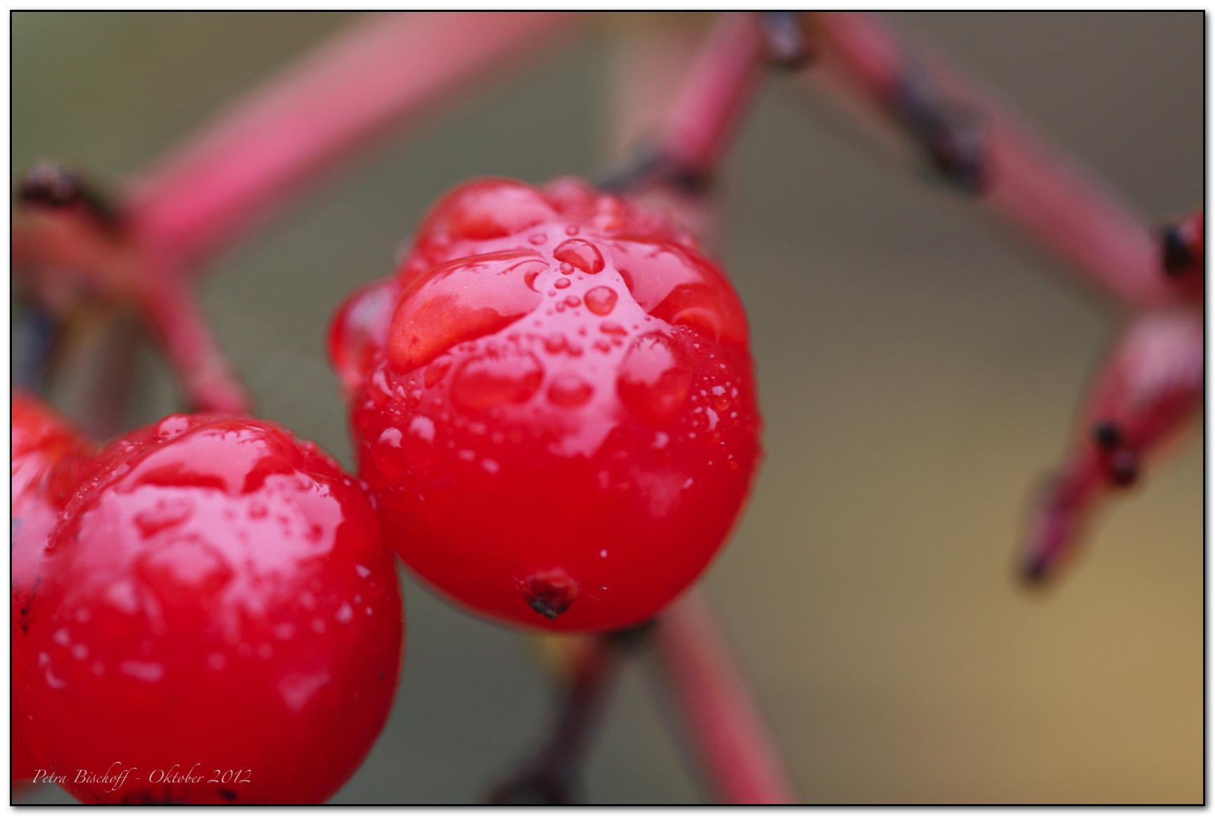 &copy; Petra Bischoff