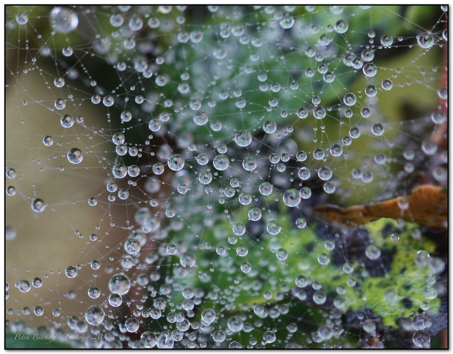 &copy; Petra Bischoff