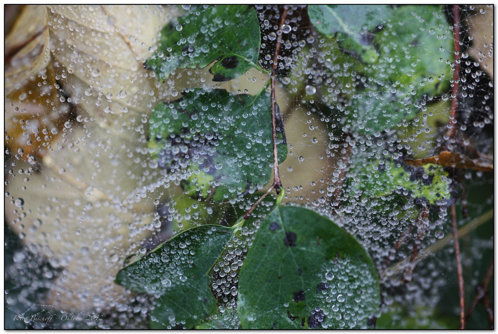 &copy; Petra Bischoff