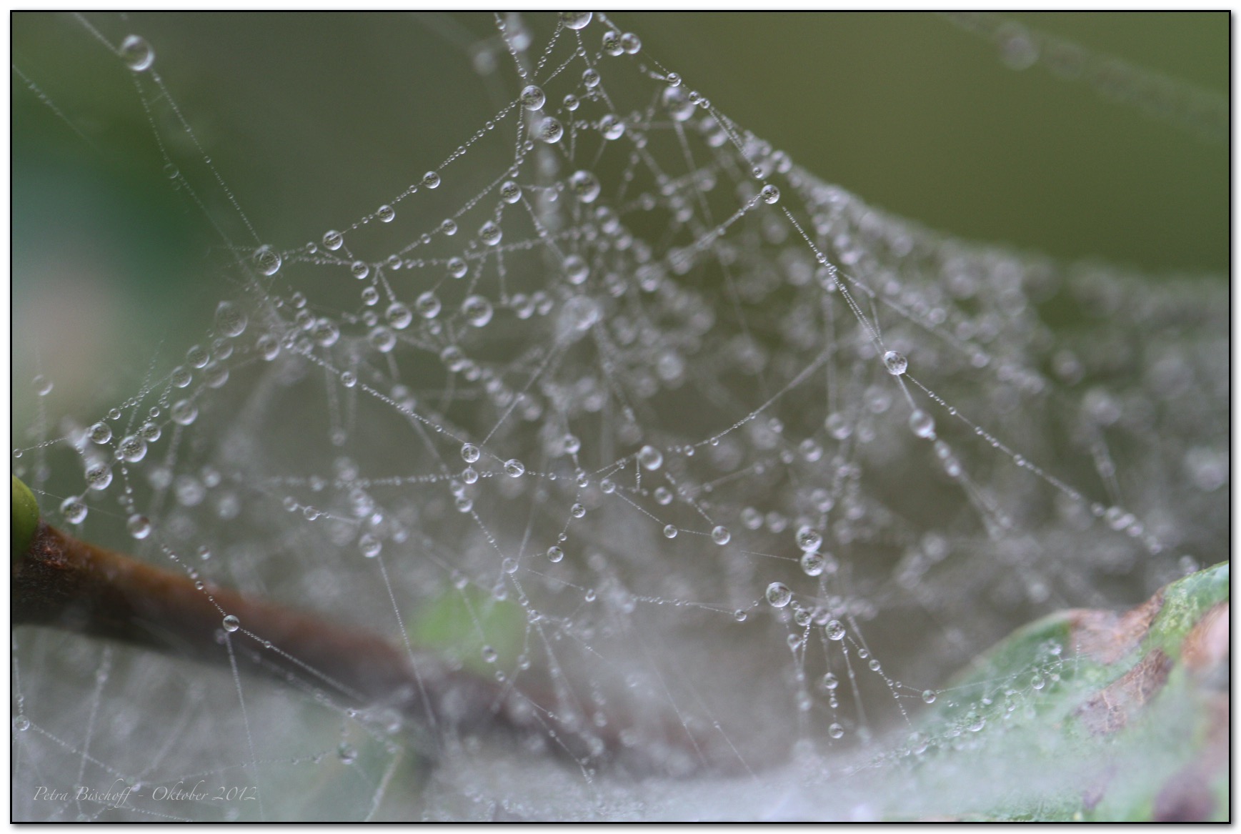 &copy; Petra Bischoff