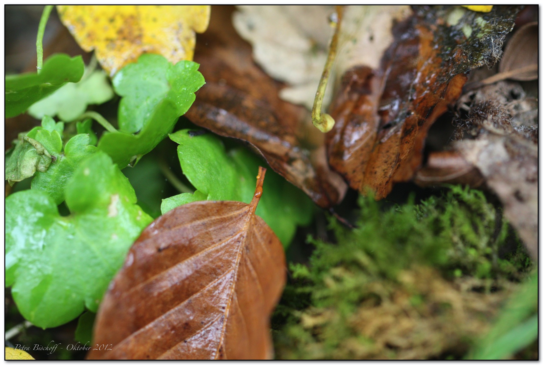 &copy; Petra Bischoff