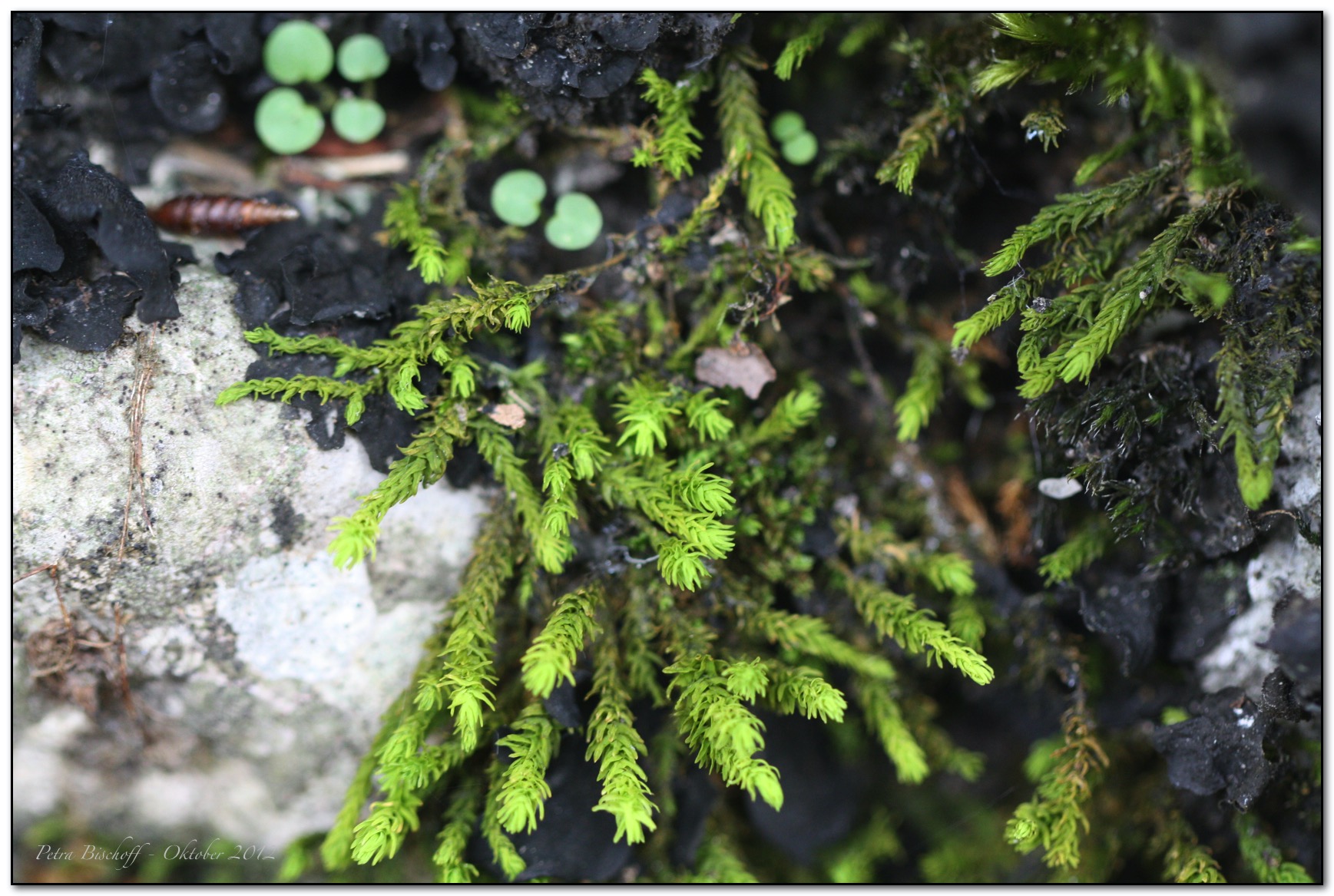 &copy; Petra Bischoff