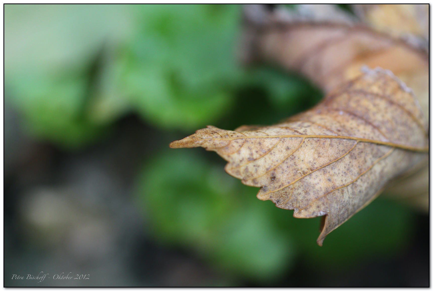 &copy; Petra Bischoff