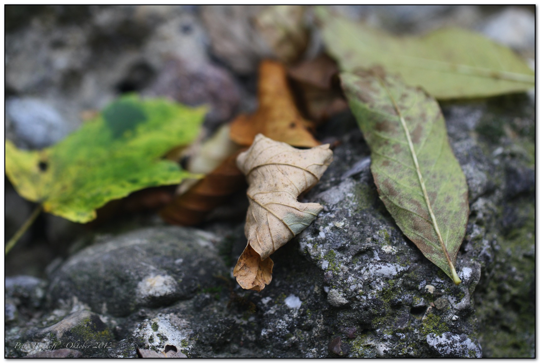 &copy; Petra Bischoff