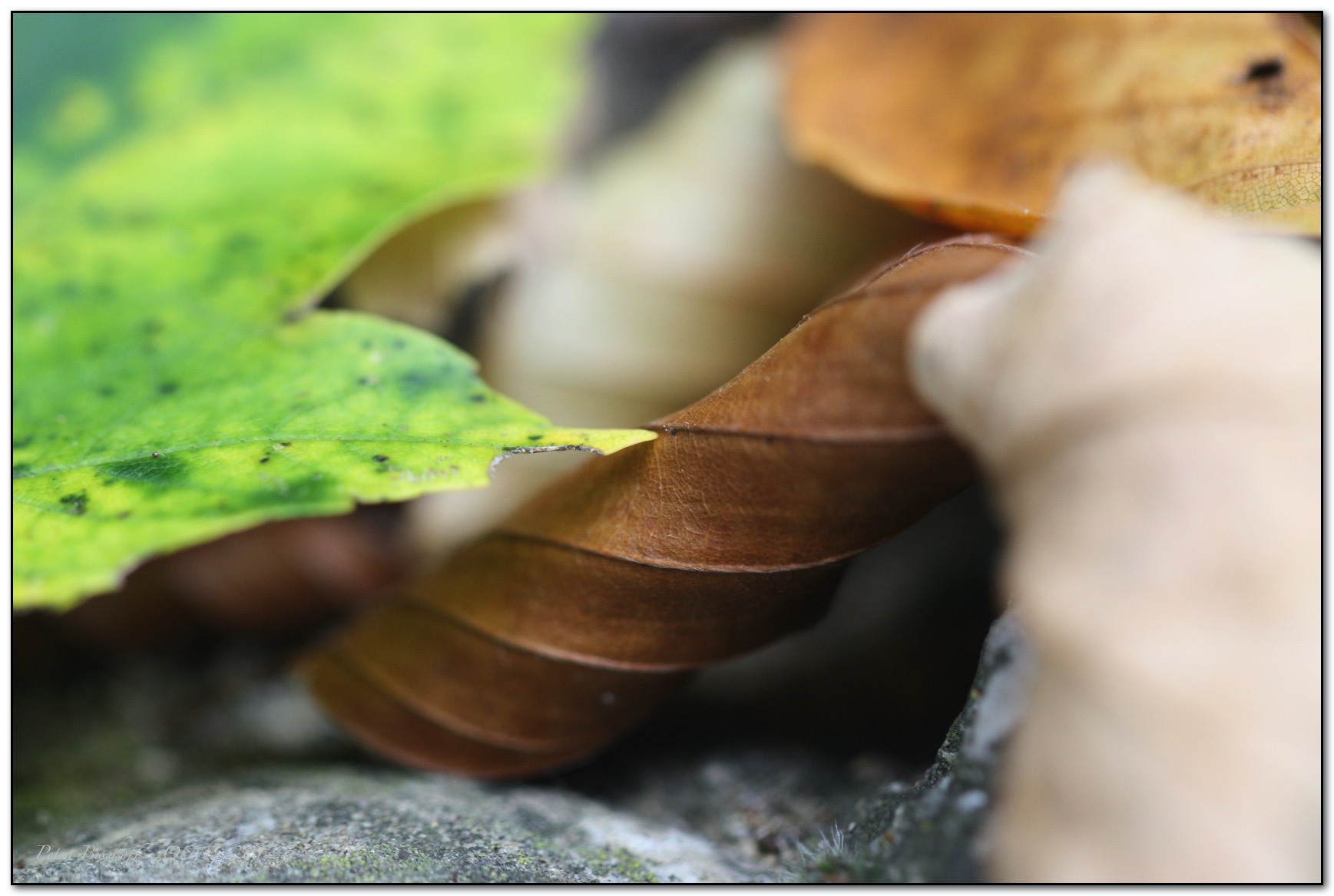 &copy; Petra Bischoff