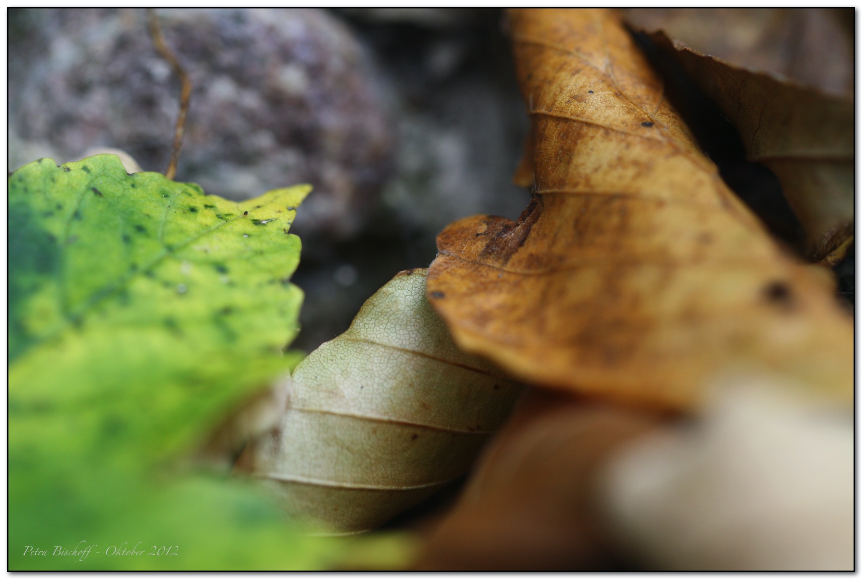 &copy; Petra Bischoff