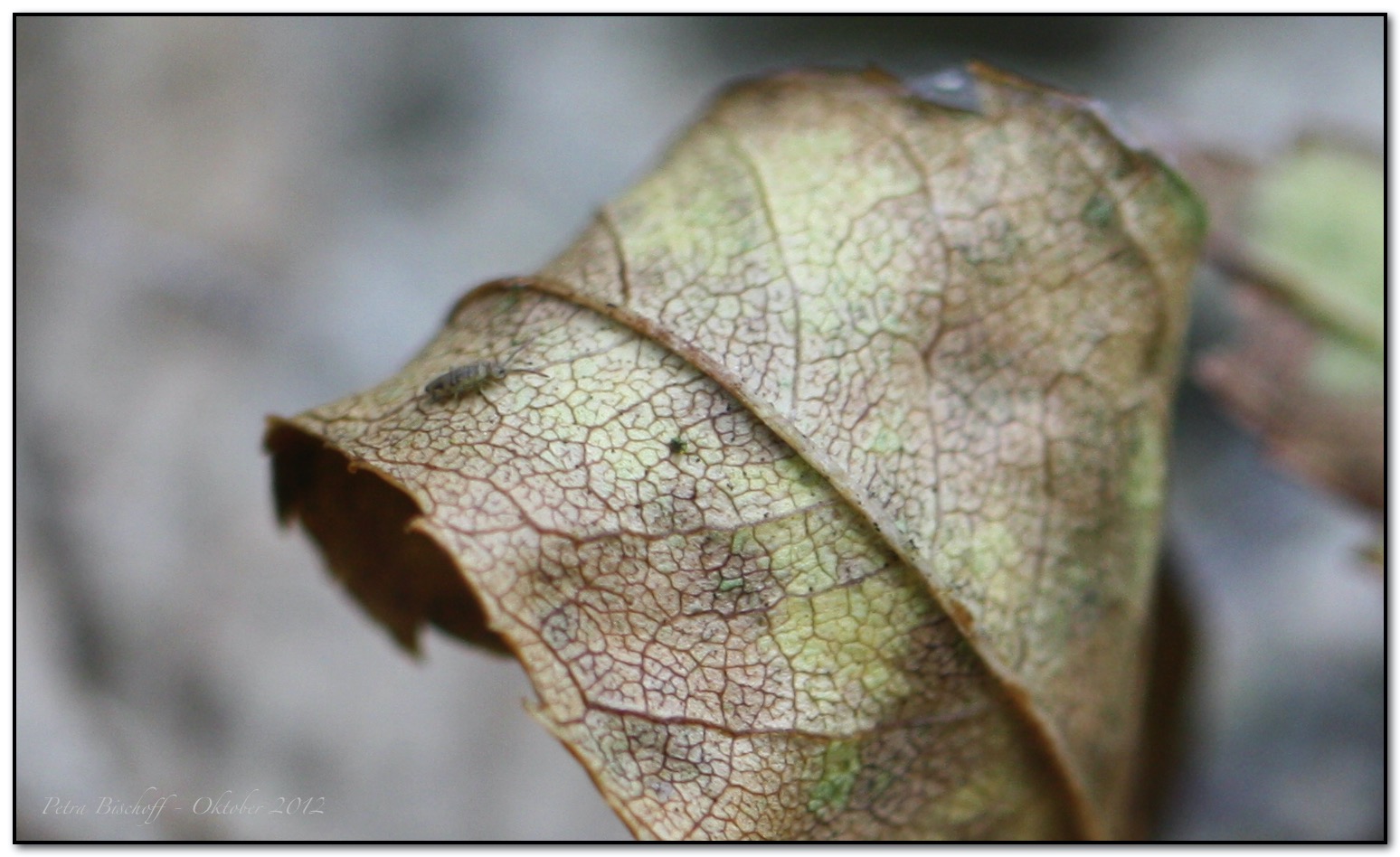 &copy; Petra Bischoff