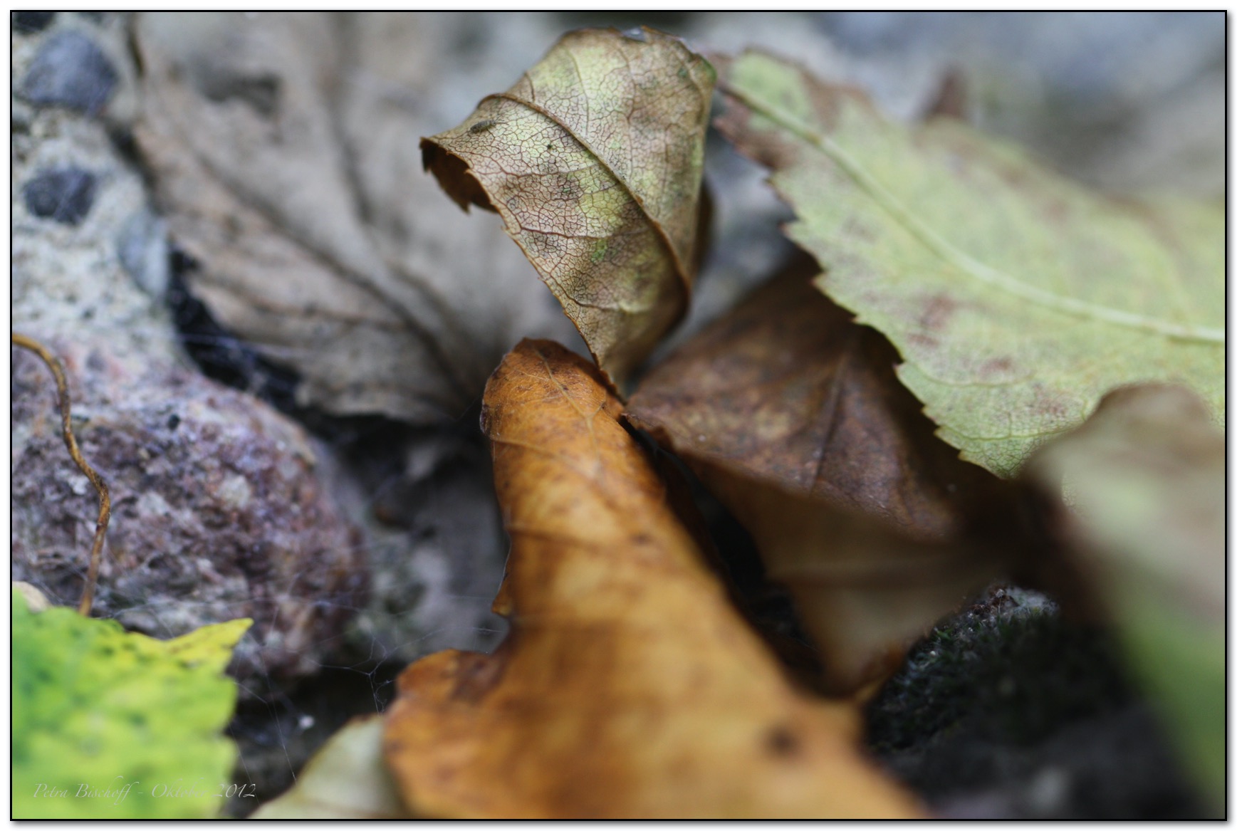 &copy; Petra Bischoff