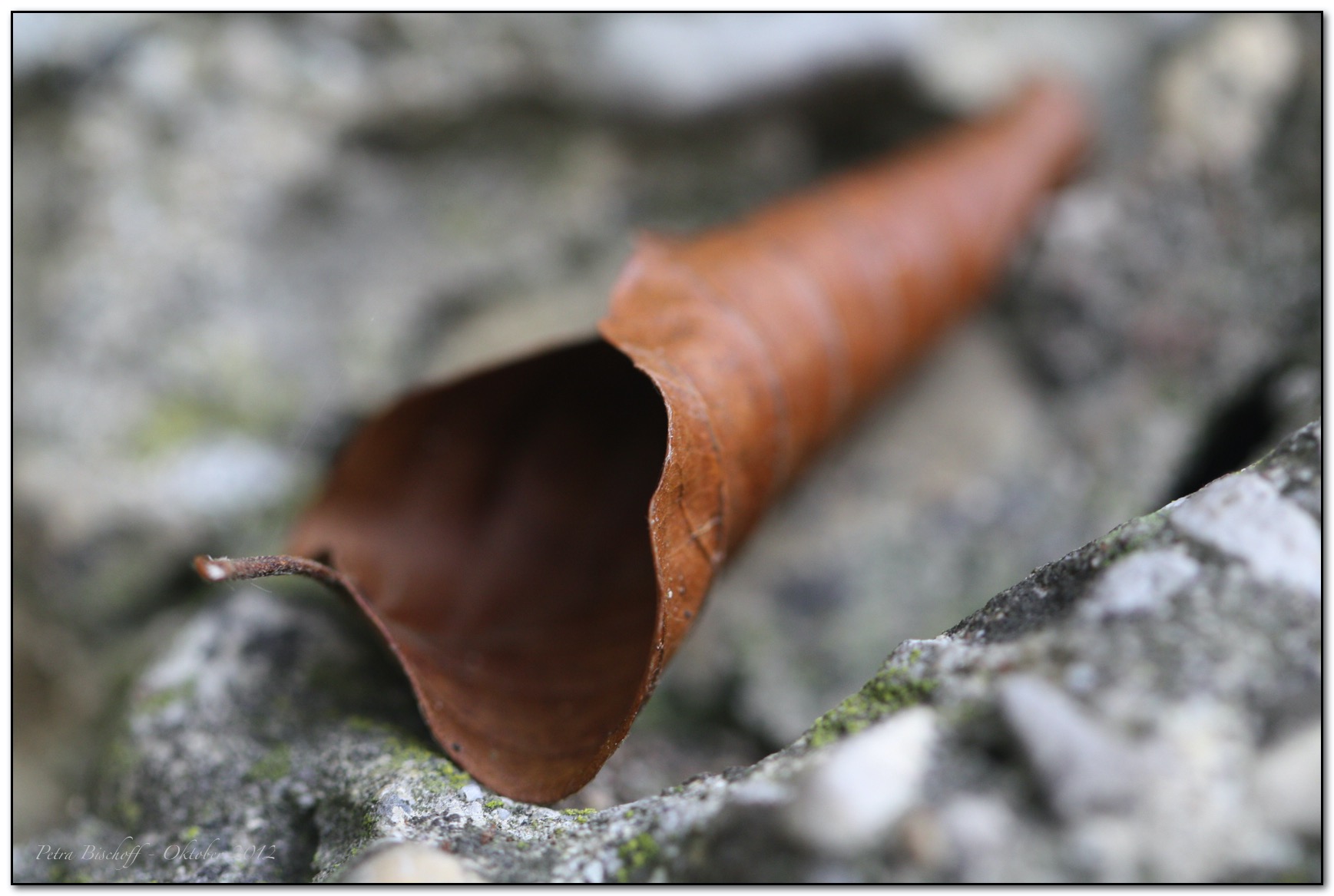 &copy; Petra Bischoff