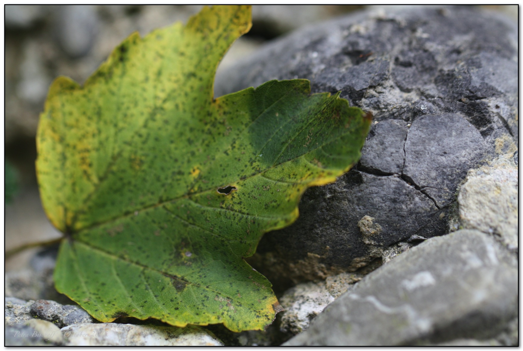 &copy; Petra Bischoff