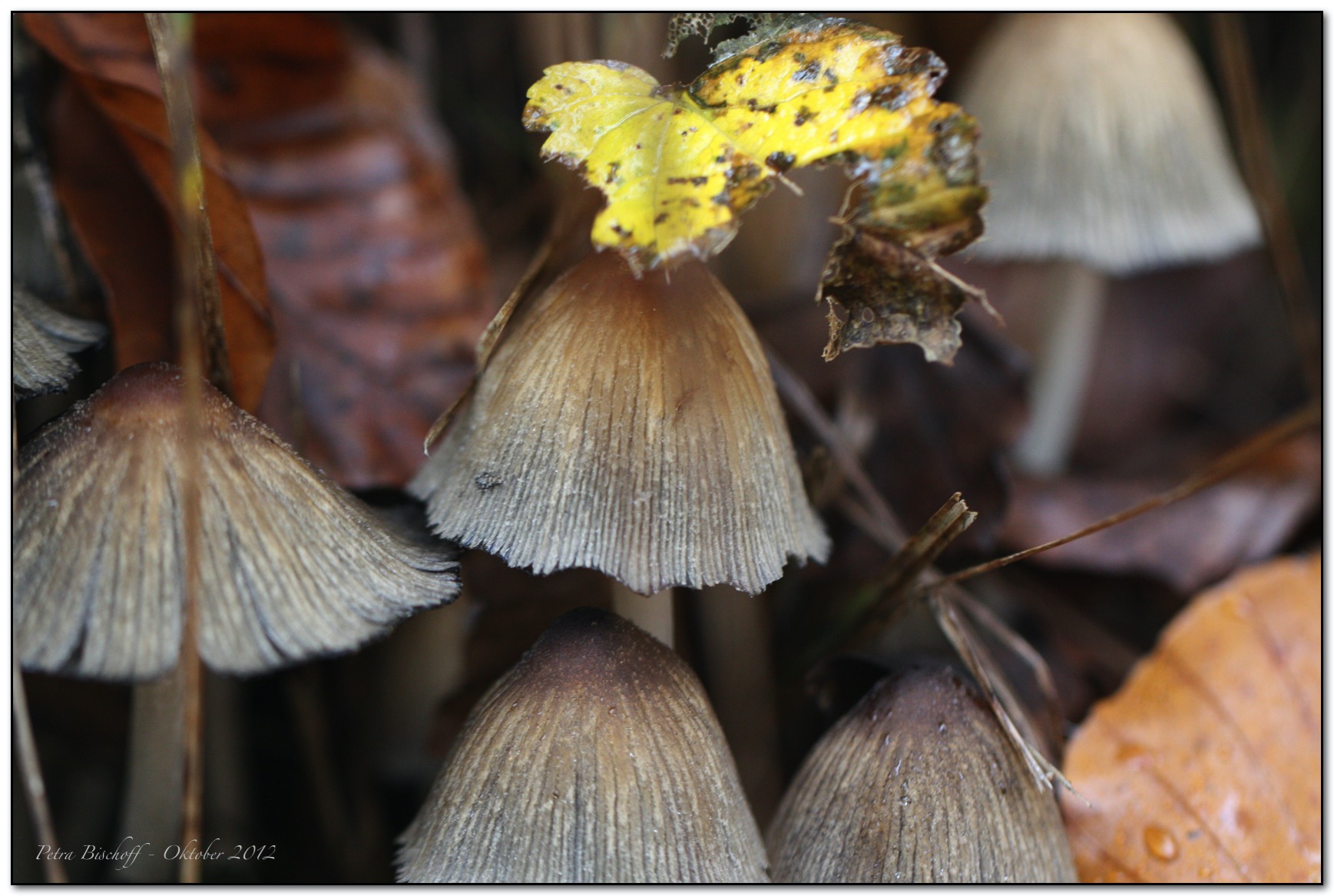 &copy; Petra Bischoff