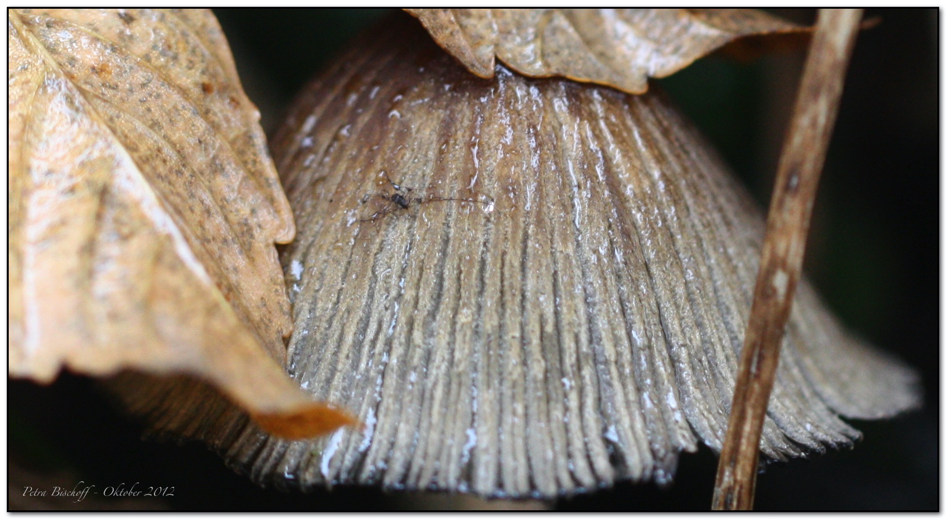 &copy; Petra Bischoff