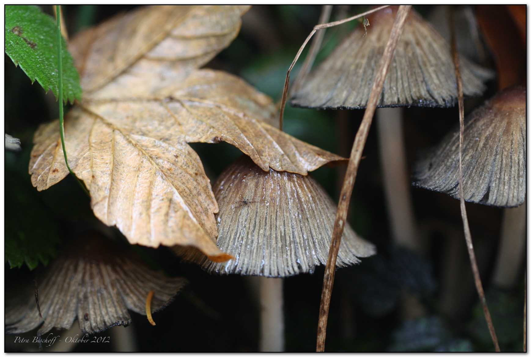 &copy; Petra Bischoff