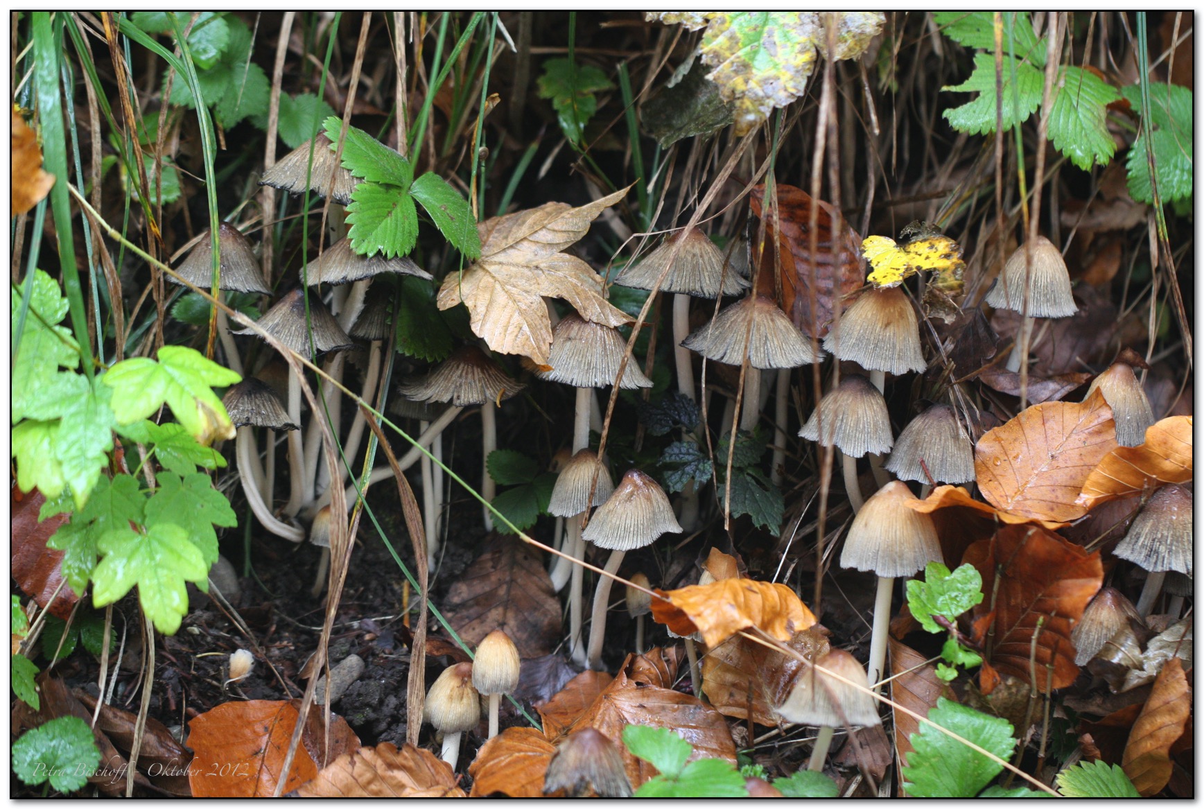 &copy; Petra Bischoff