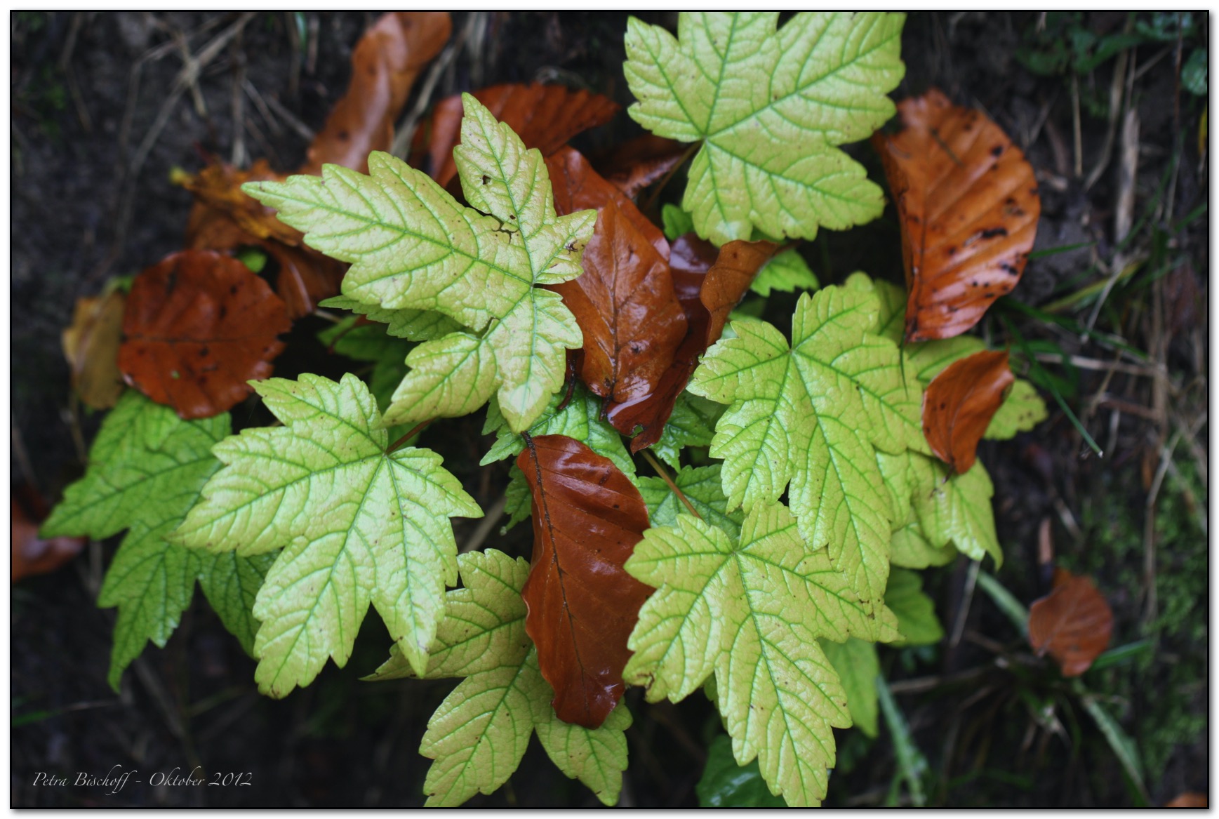 &copy; Petra Bischoff