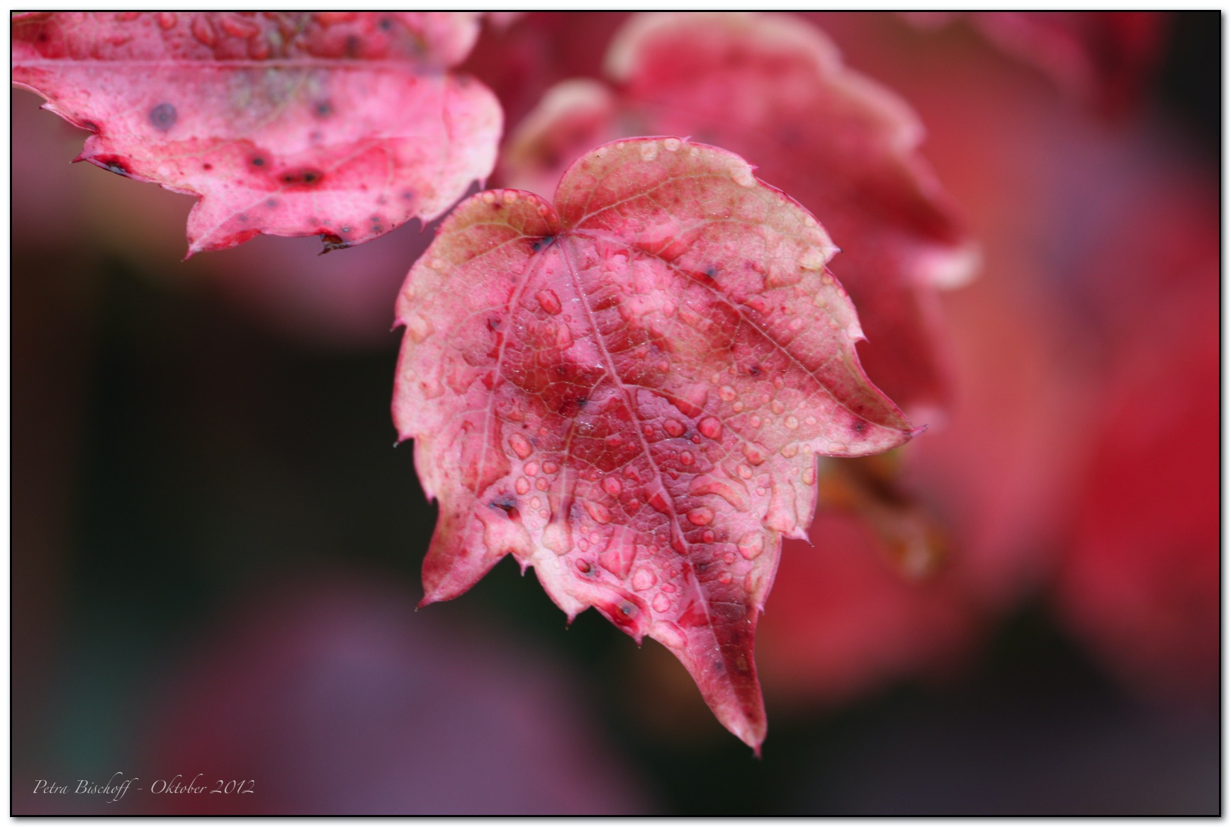 &copy; Petra Bischoff