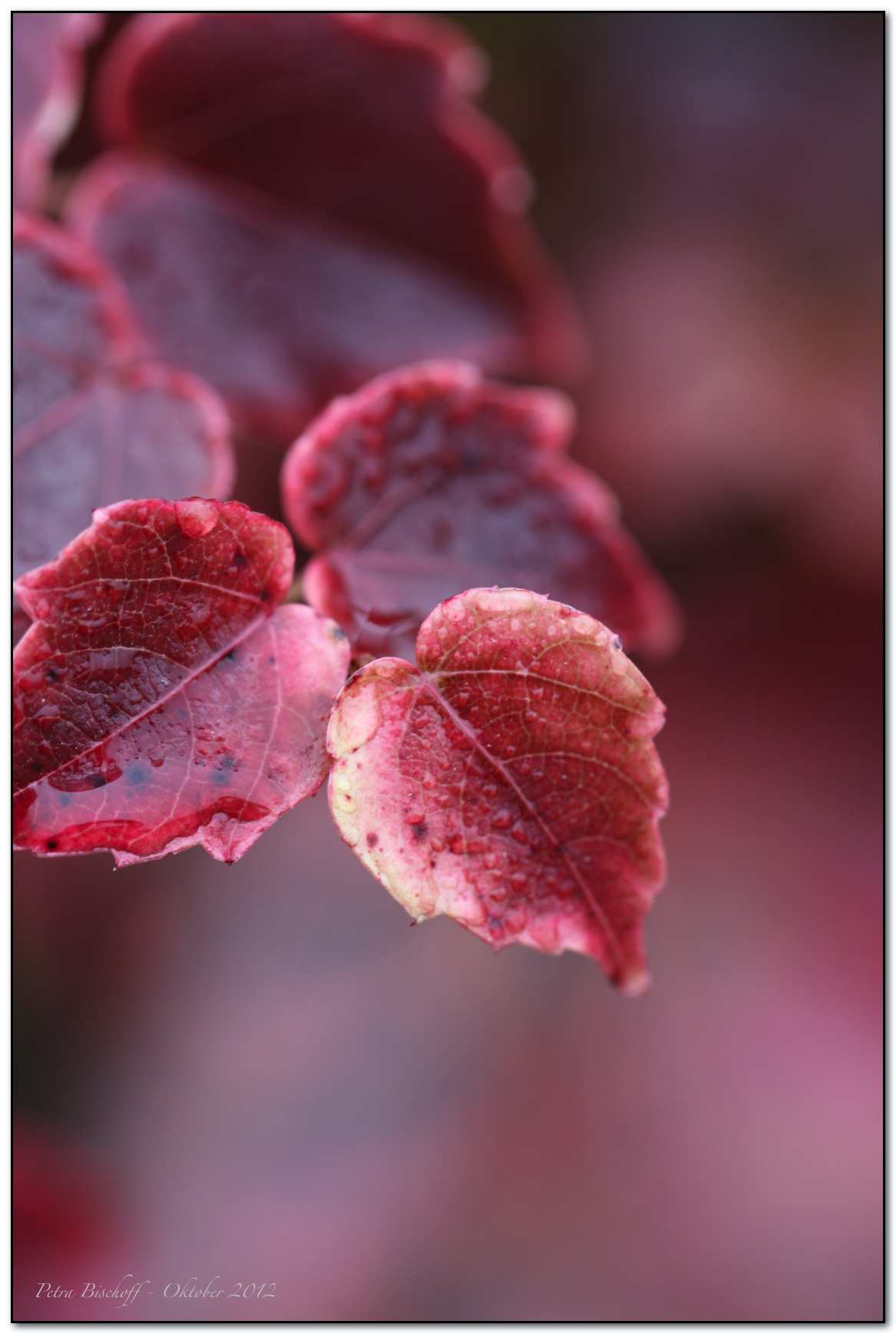 &copy; Petra Bischoff