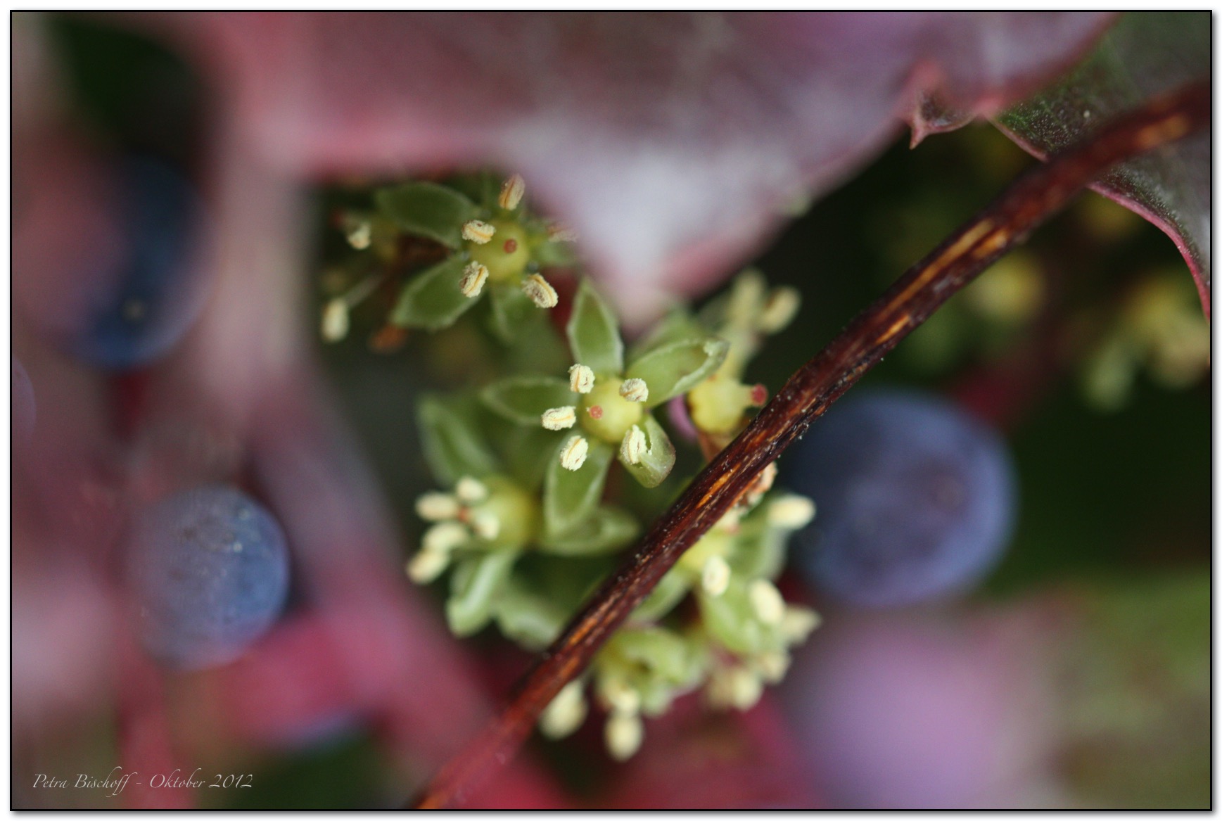 &copy; Petra Bischoff