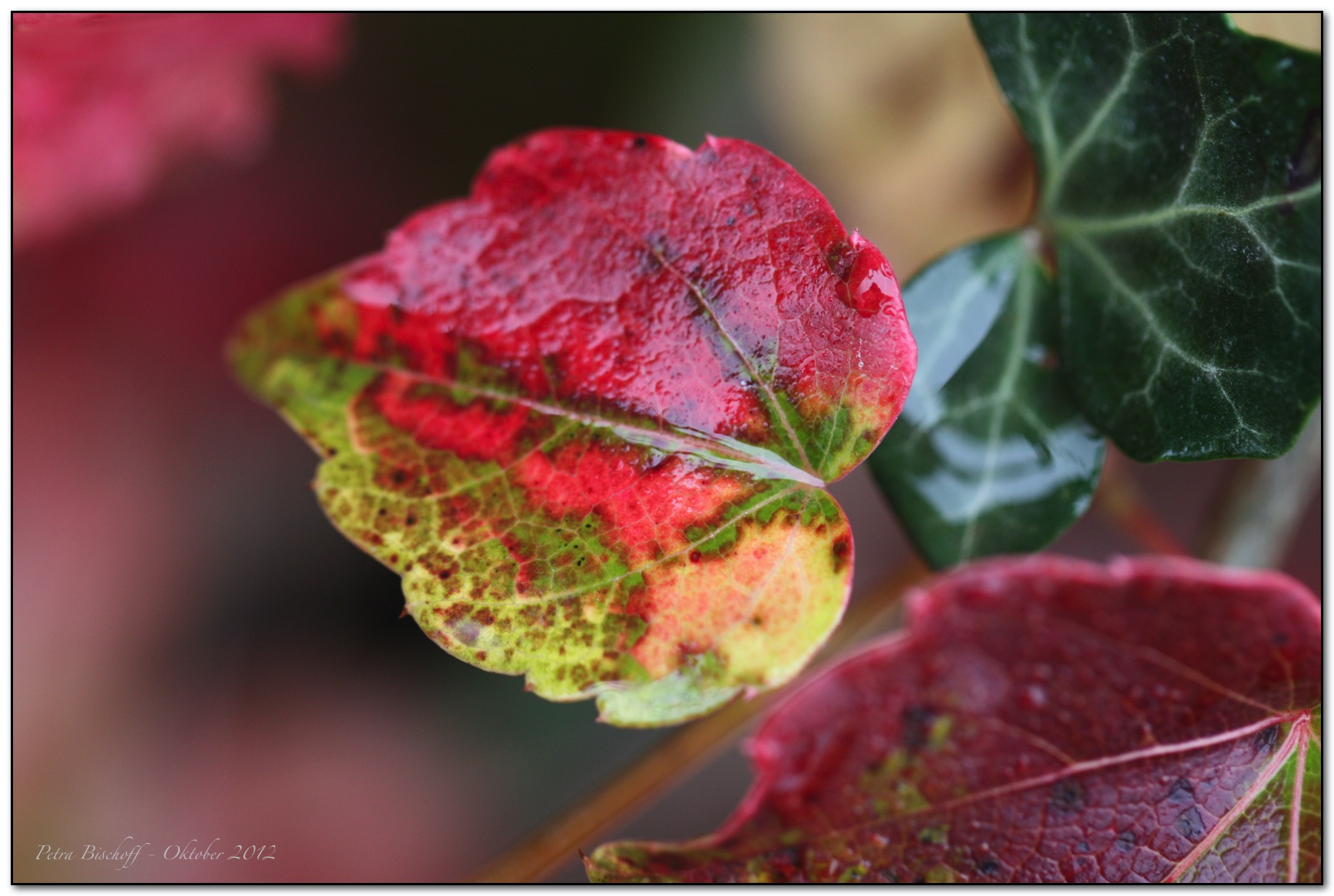 &copy; Petra Bischoff