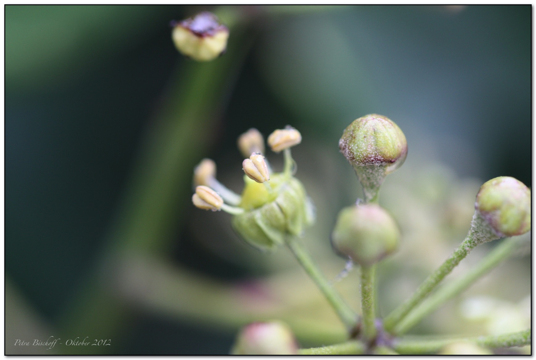 &copy; Petra Bischoff