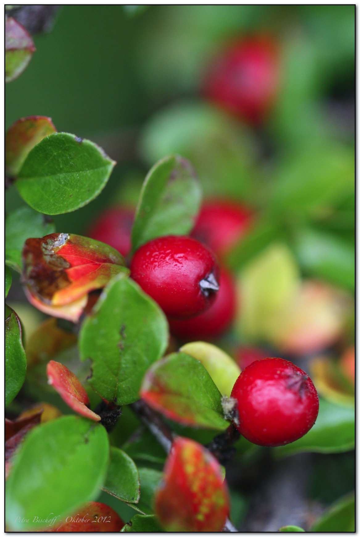 &copy; Petra Bischoff