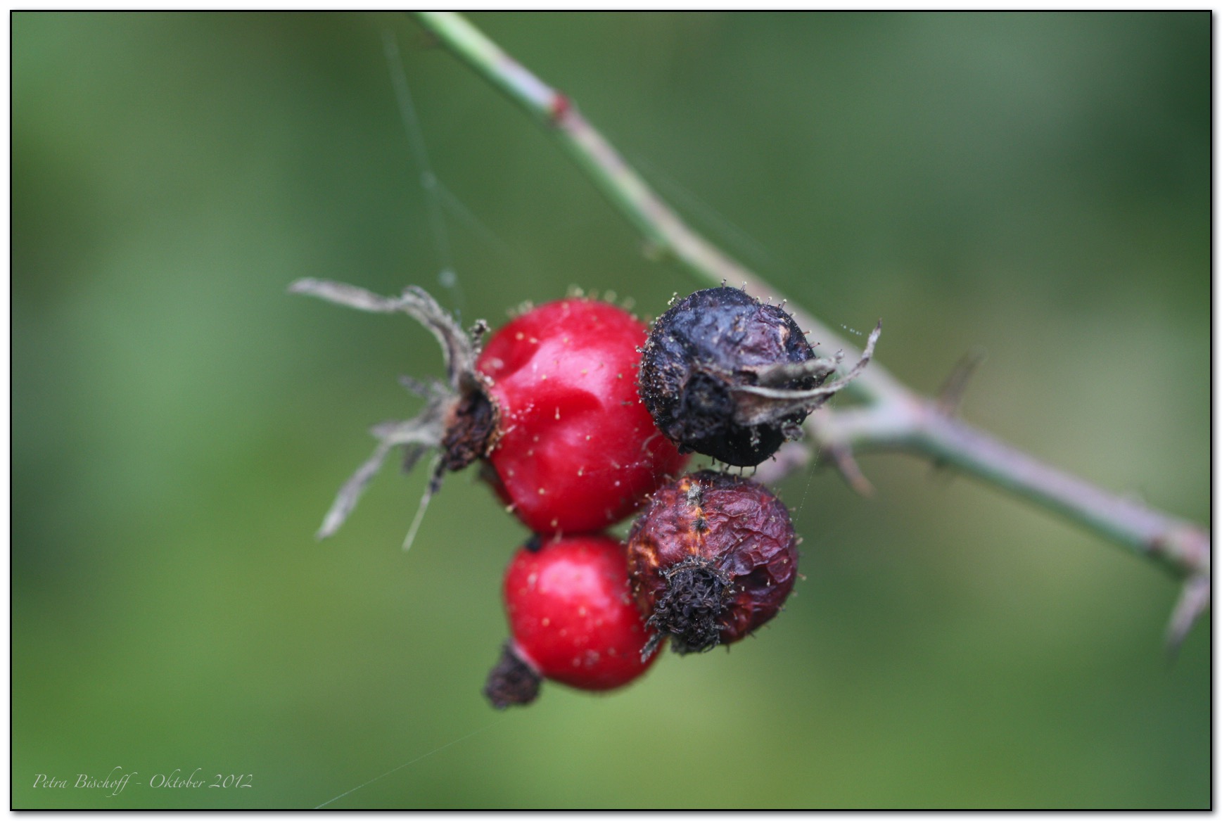 &copy; Petra Bischoff