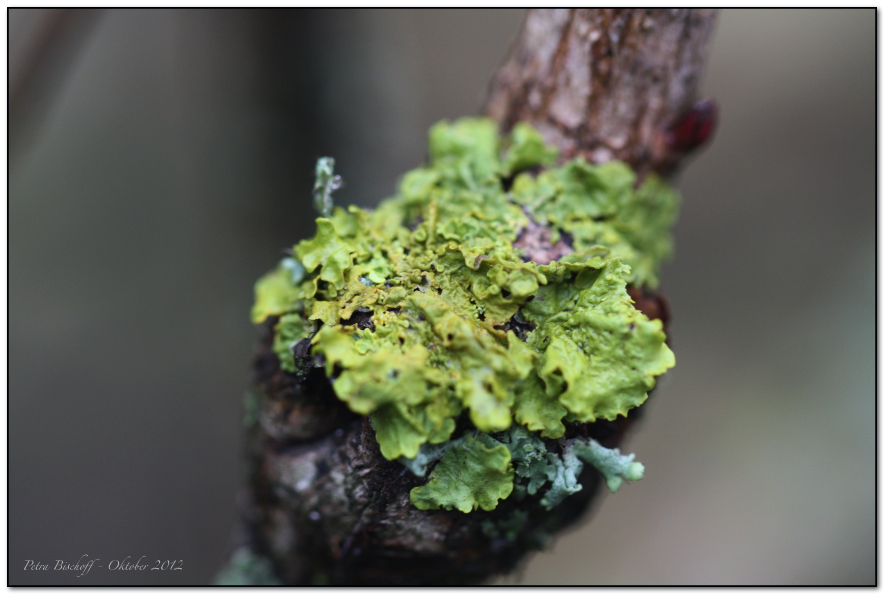 &copy; Petra Bischoff