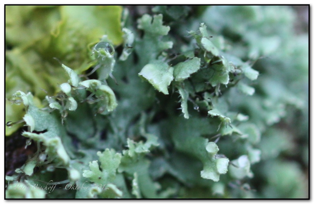 &copy; Petra Bischoff