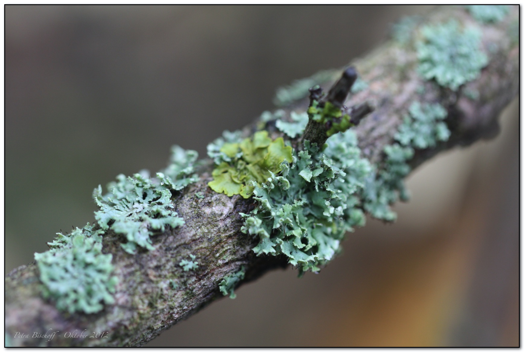 &copy; Petra Bischoff