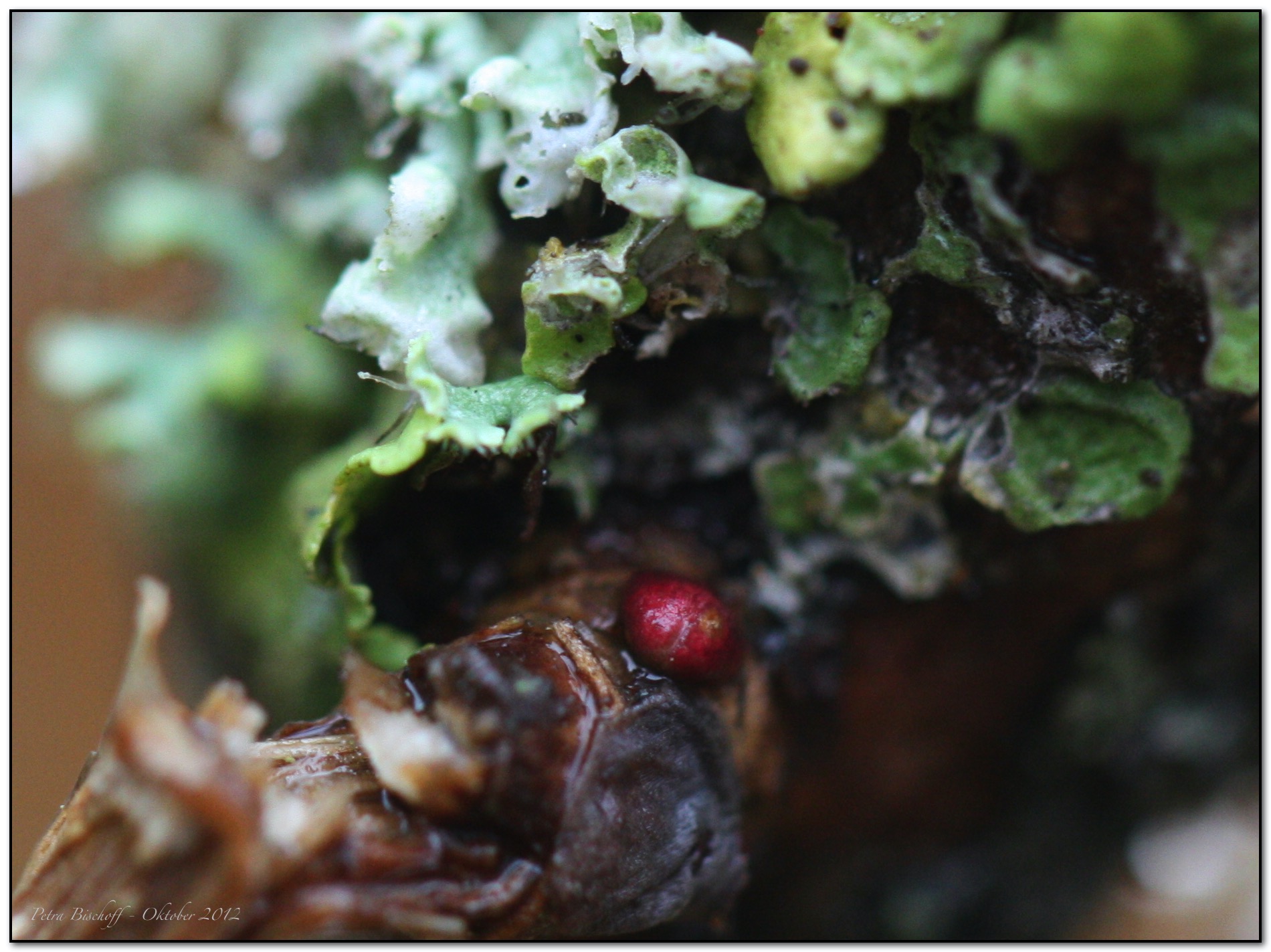 &copy; Petra Bischoff