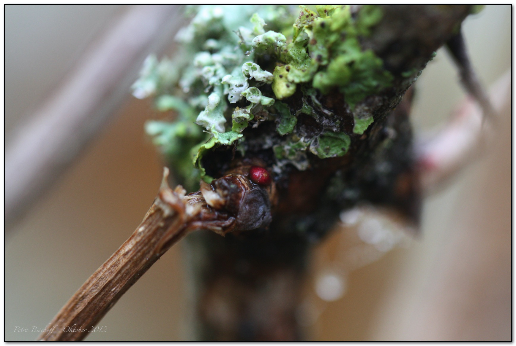 &copy; Petra Bischoff