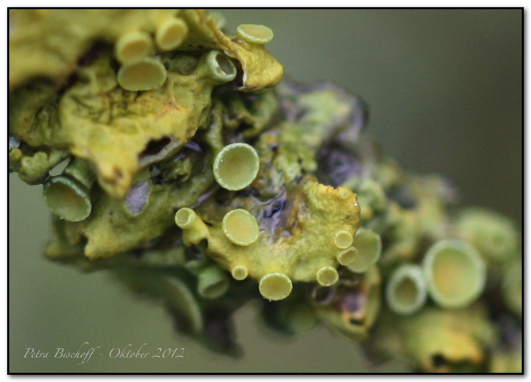 &copy; Petra Bischoff