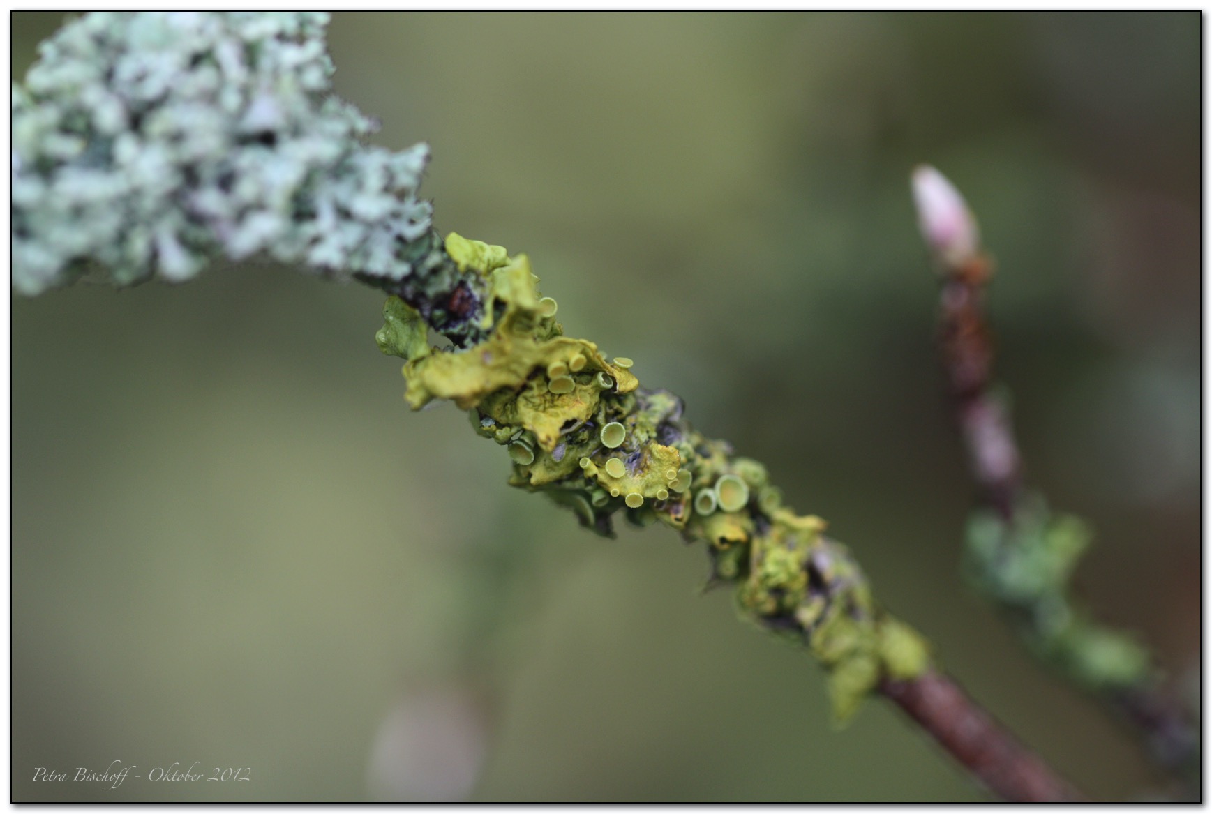 &copy; Petra Bischoff