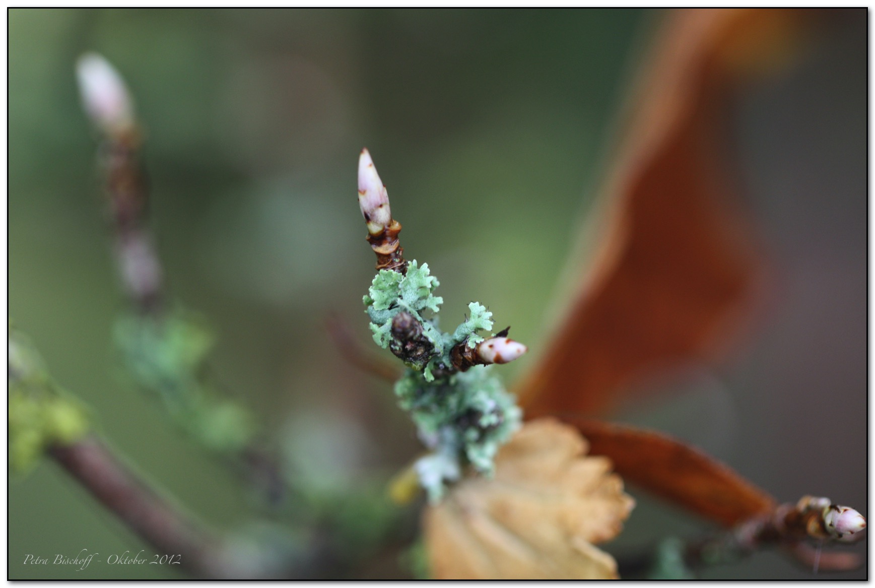 &copy; Petra Bischoff