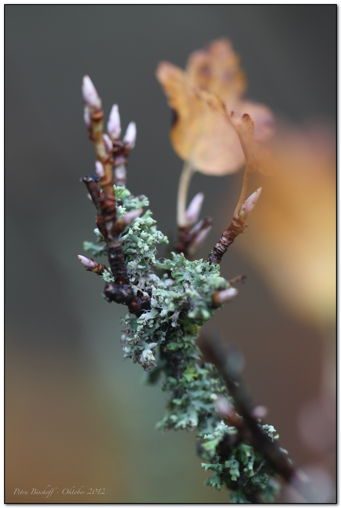 &copy; Petra Bischoff