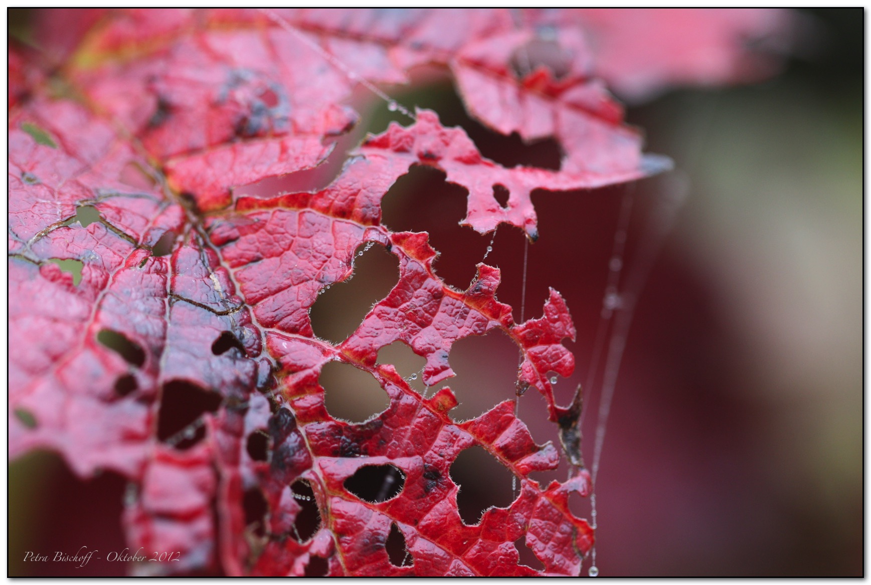 &copy; Petra Bischoff