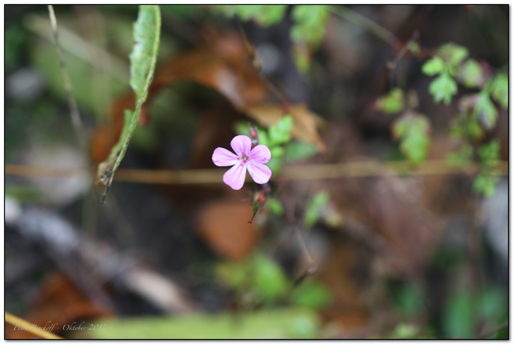 &copy; Petra Bischoff