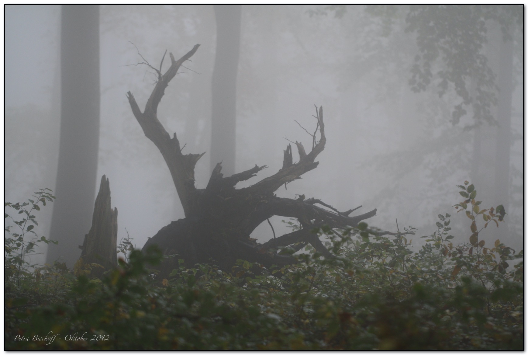 &copy; Petra Bischoff