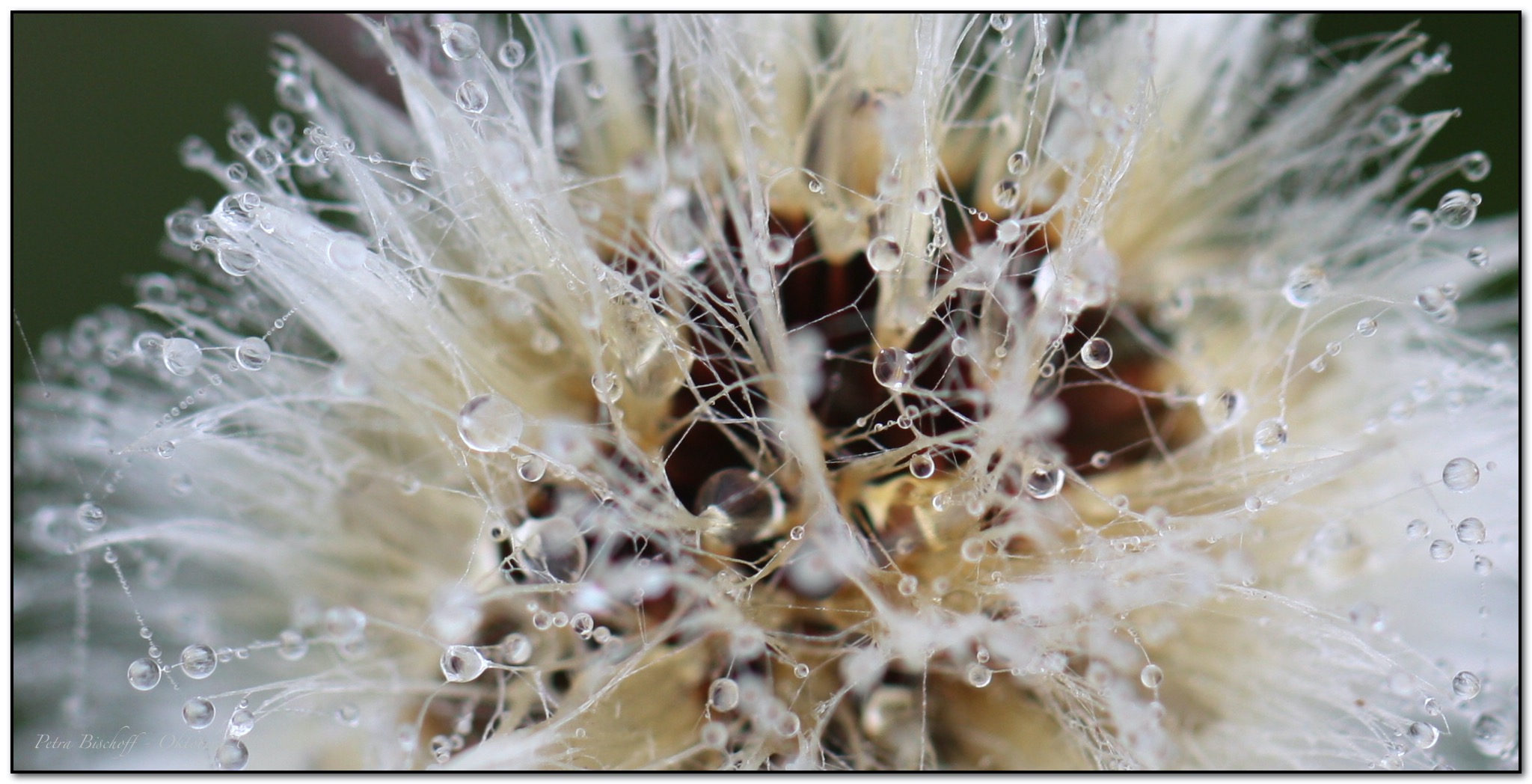 &copy; Petra Bischoff