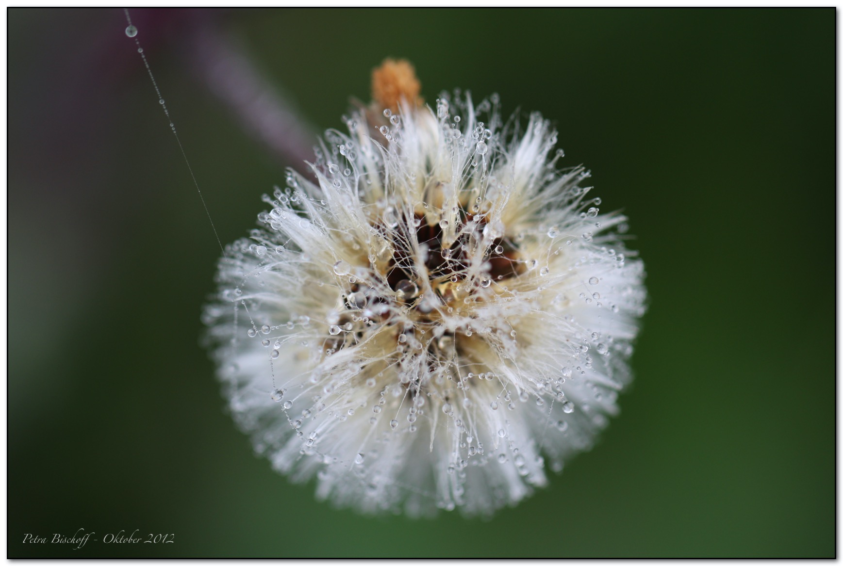 &copy; Petra Bischoff