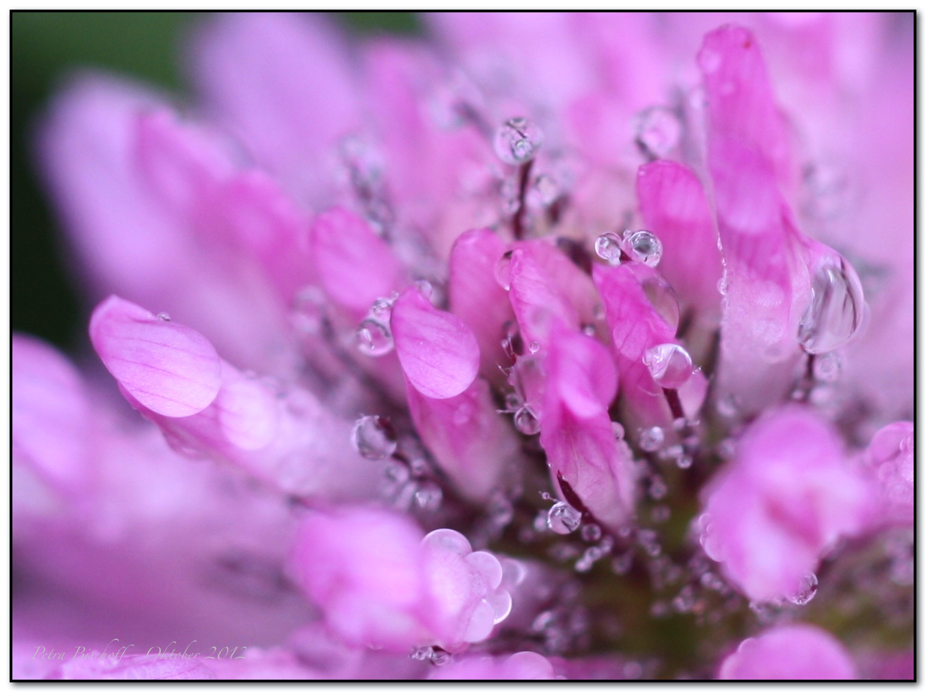 &copy; Petra Bischoff