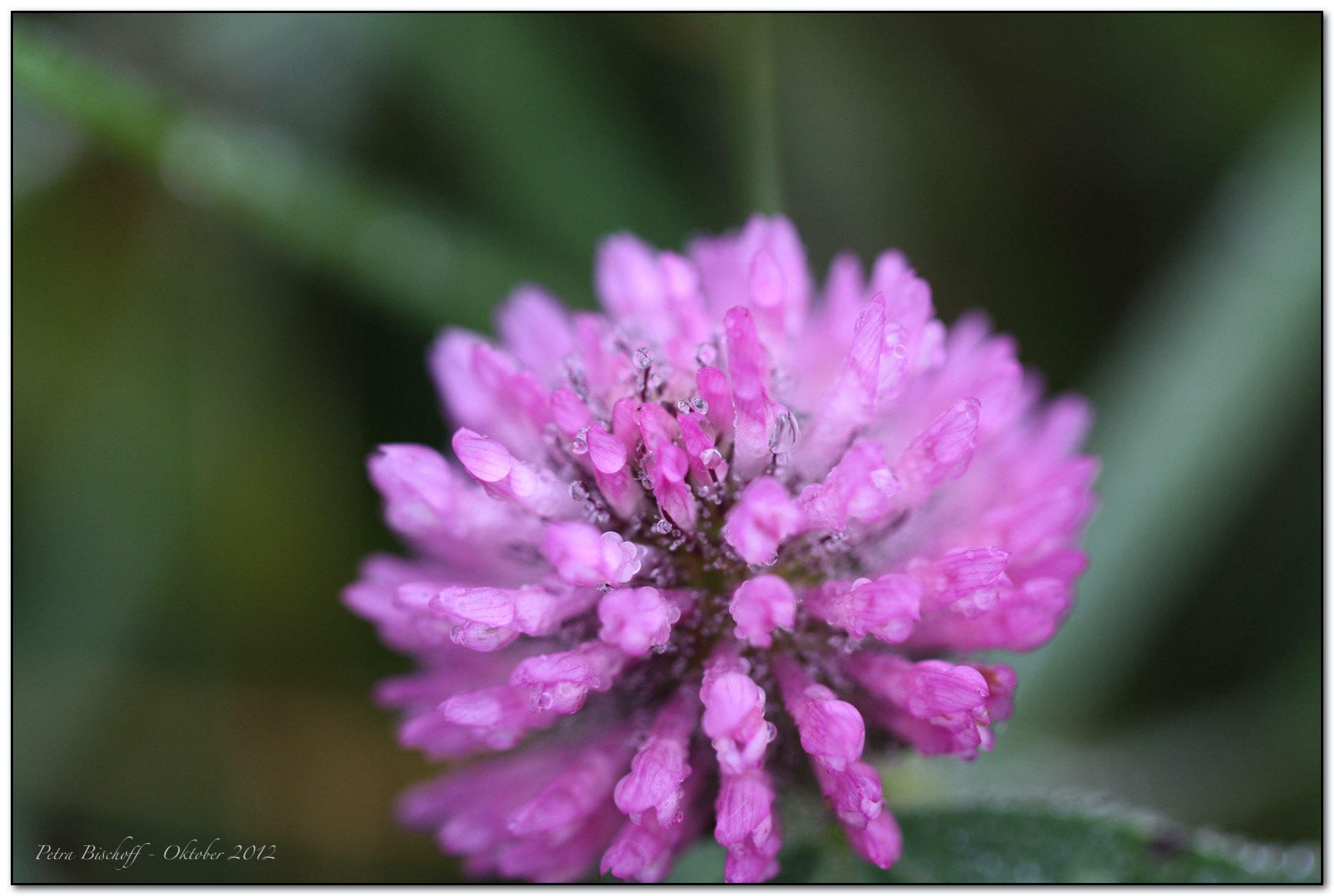 &copy; Petra Bischoff