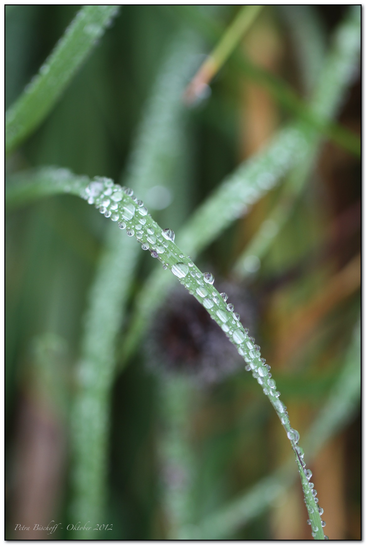 &copy; Petra Bischoff