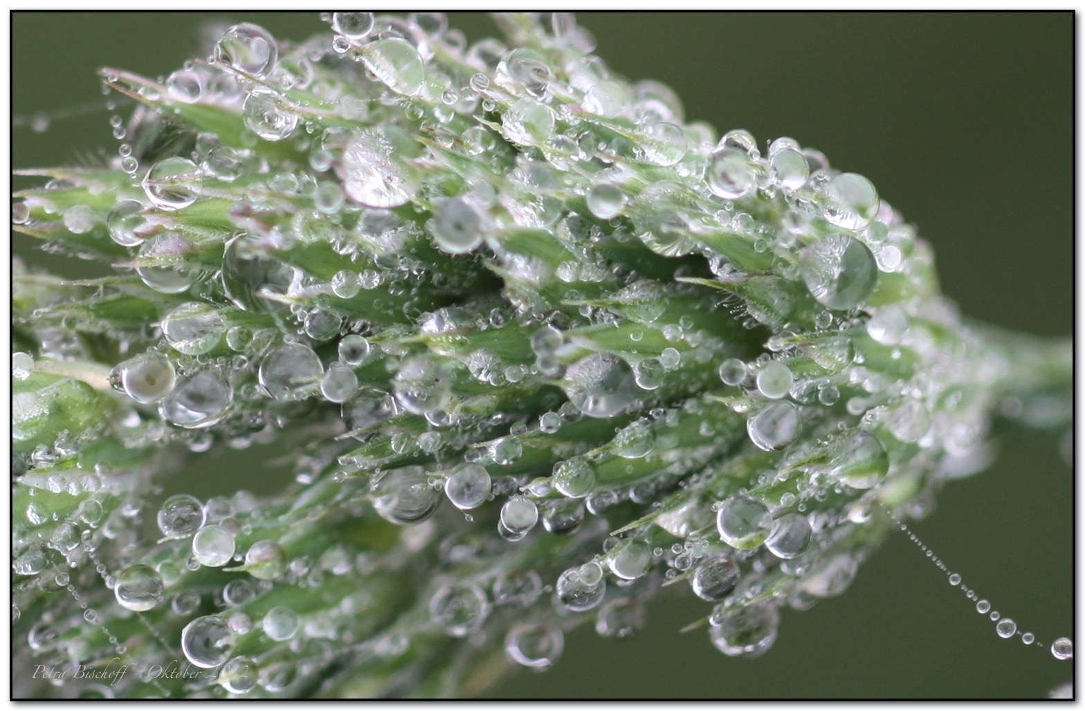 &copy; Petra Bischoff