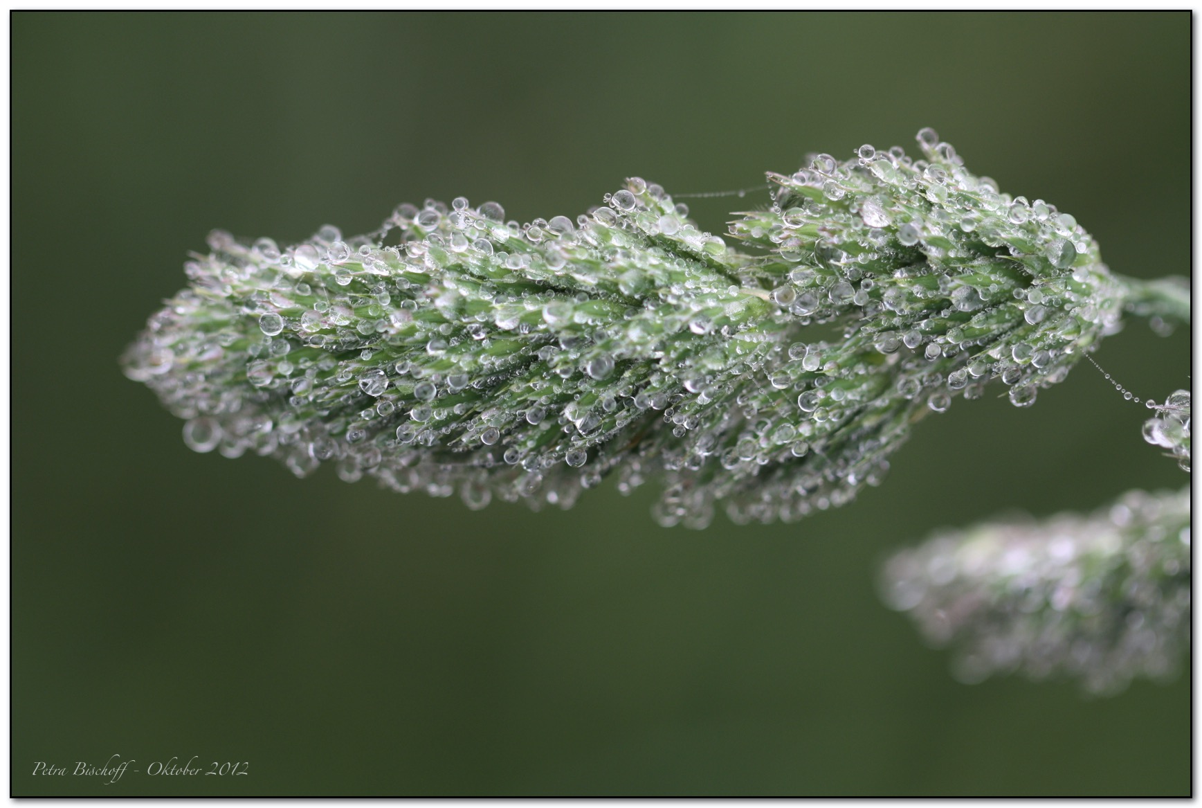 &copy; Petra Bischoff