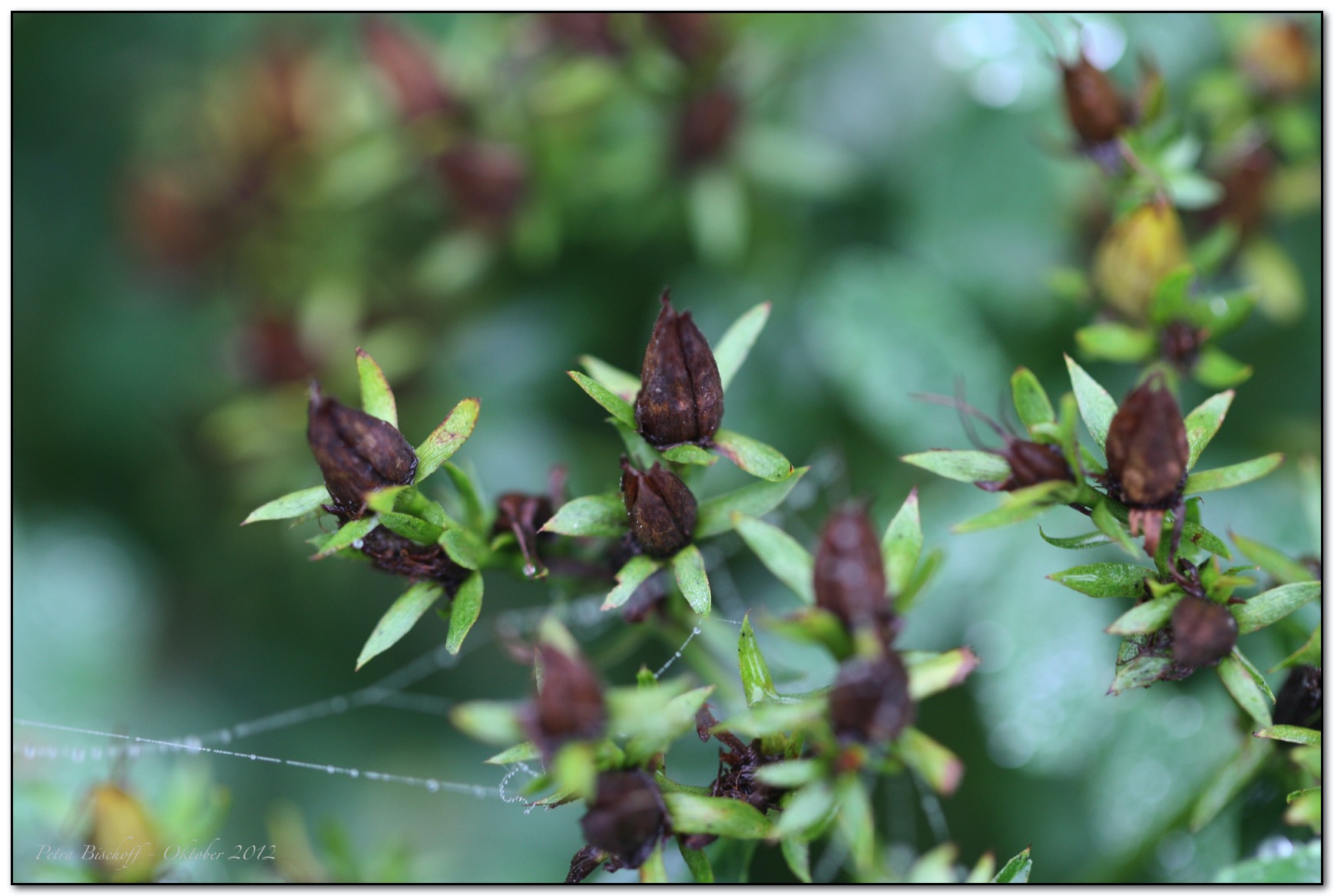 &copy; Petra Bischoff